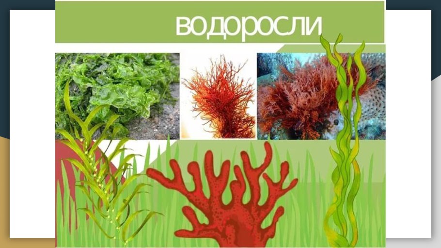 Низшие споровые растения.отделы водорослей