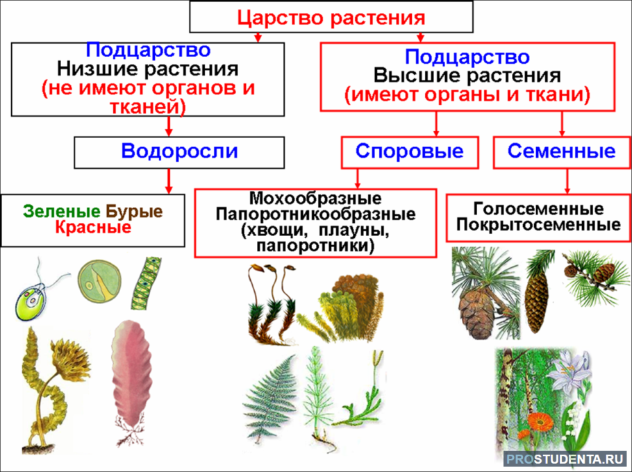 Бурые водоросли агарум