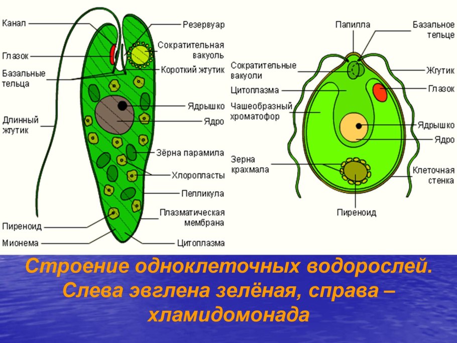 Водоросли названия