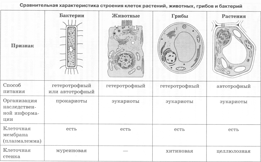 Водоросли 2 класс