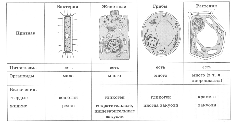Таблица по биологии многообразие водорослей