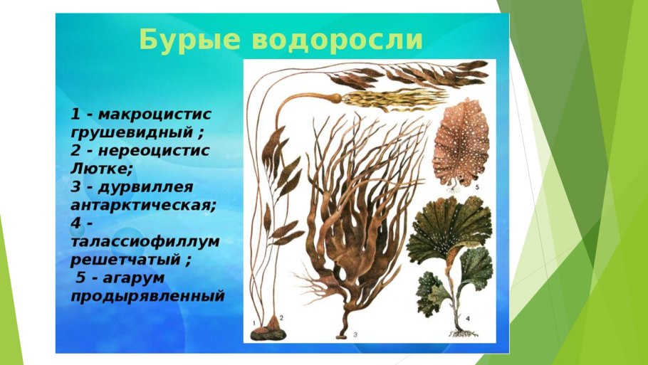 Жизненный цикл бурых водорослей ламинария
