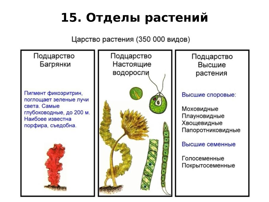 Диатомовые синезеленые водоросли
