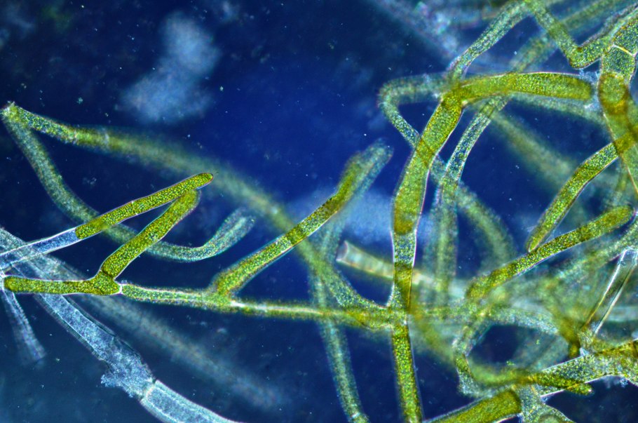 Brown algae