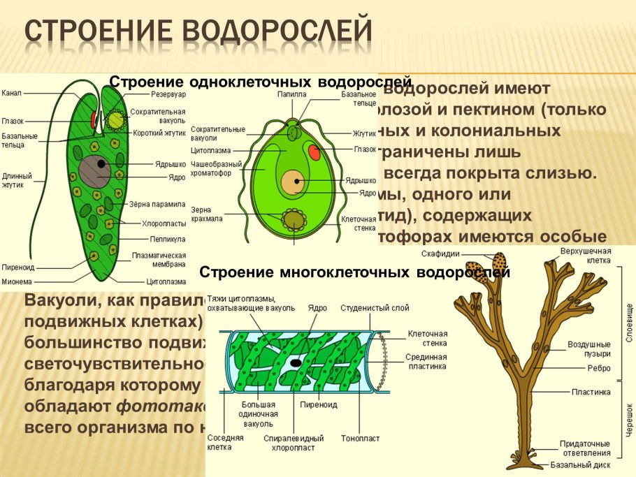 Водоросли доклад 3 класс морская капуста