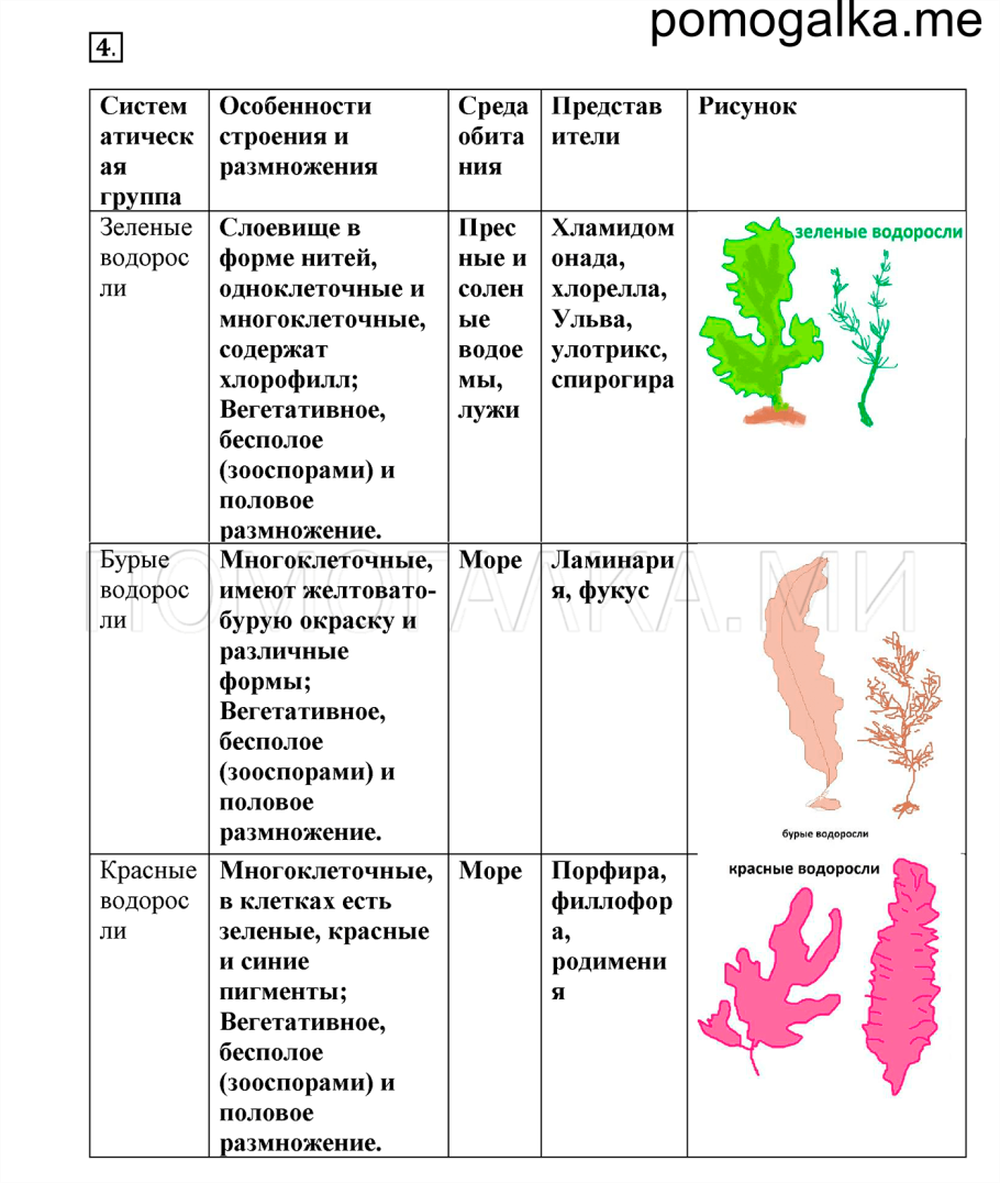 Строение таллома красных водорослей