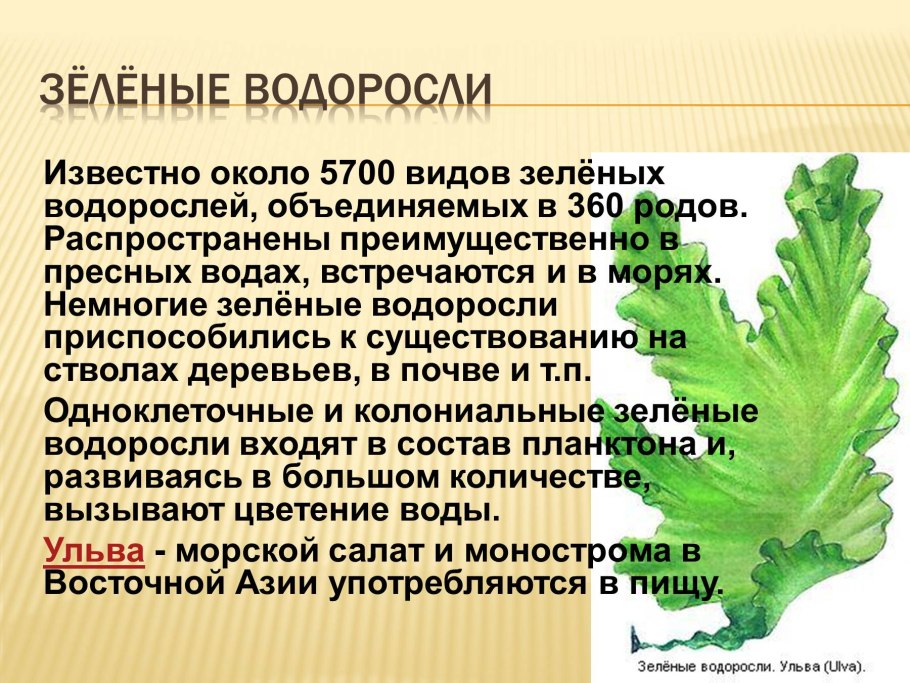 Отдел сине-зеленые водоросли (Cyanophyta)