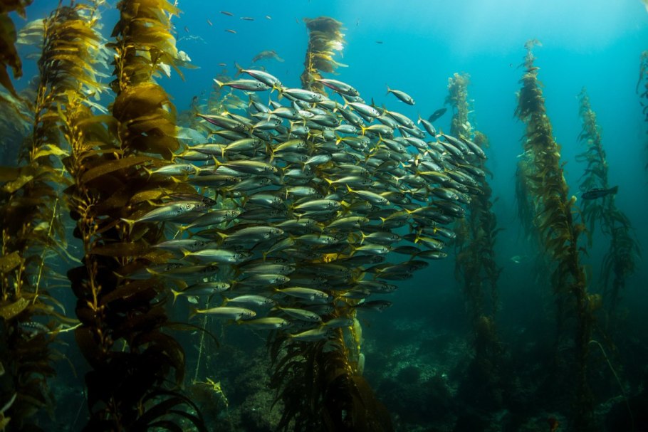 Бурые водоросли (Phaeophyta)