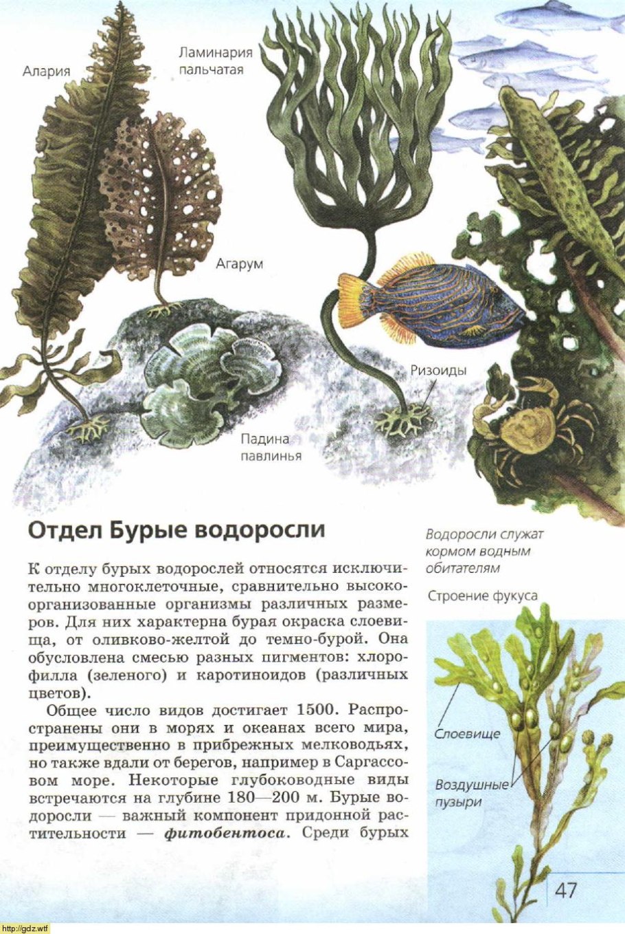 Бурые водоросли Phaeophyceae
