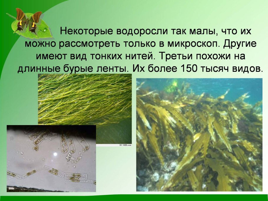 Водоросли презентация