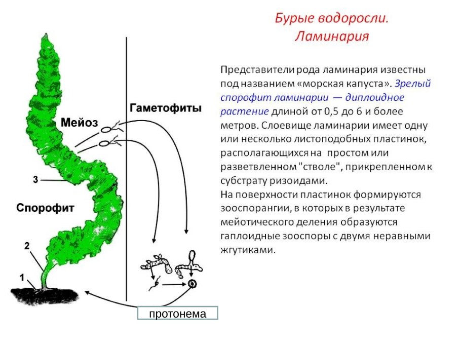 Формидиум водоросль