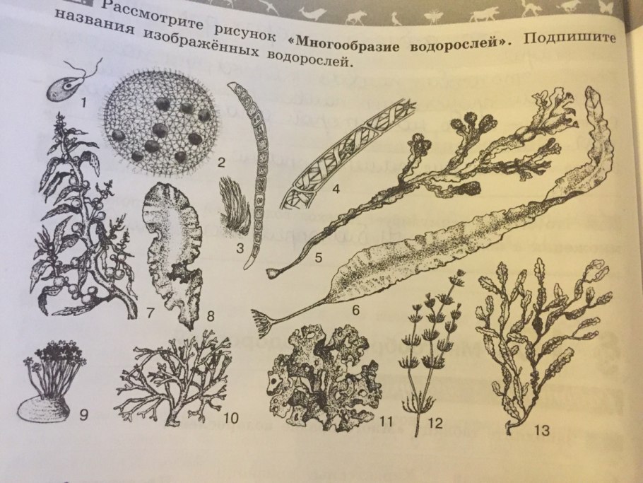 Келп ( из водорослей)