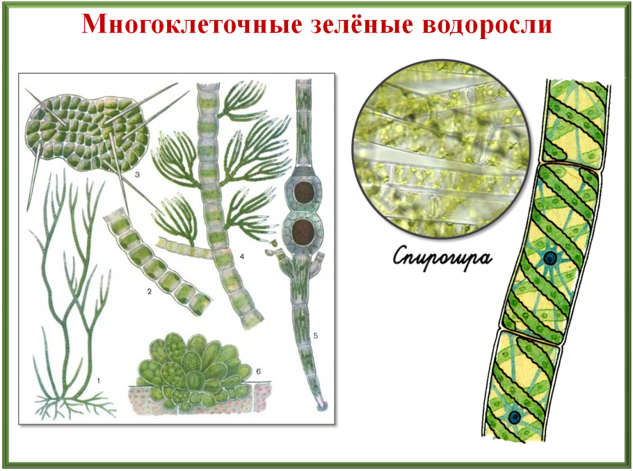 Презентация красные водоросли багрянки