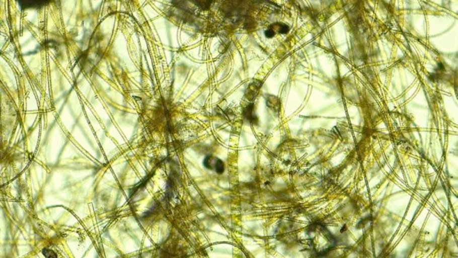 Бациллариофициевые водоросли Средиземное море