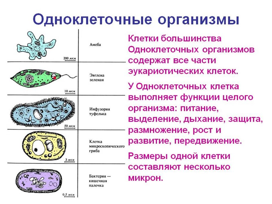 Размножение и многообразие водорослей