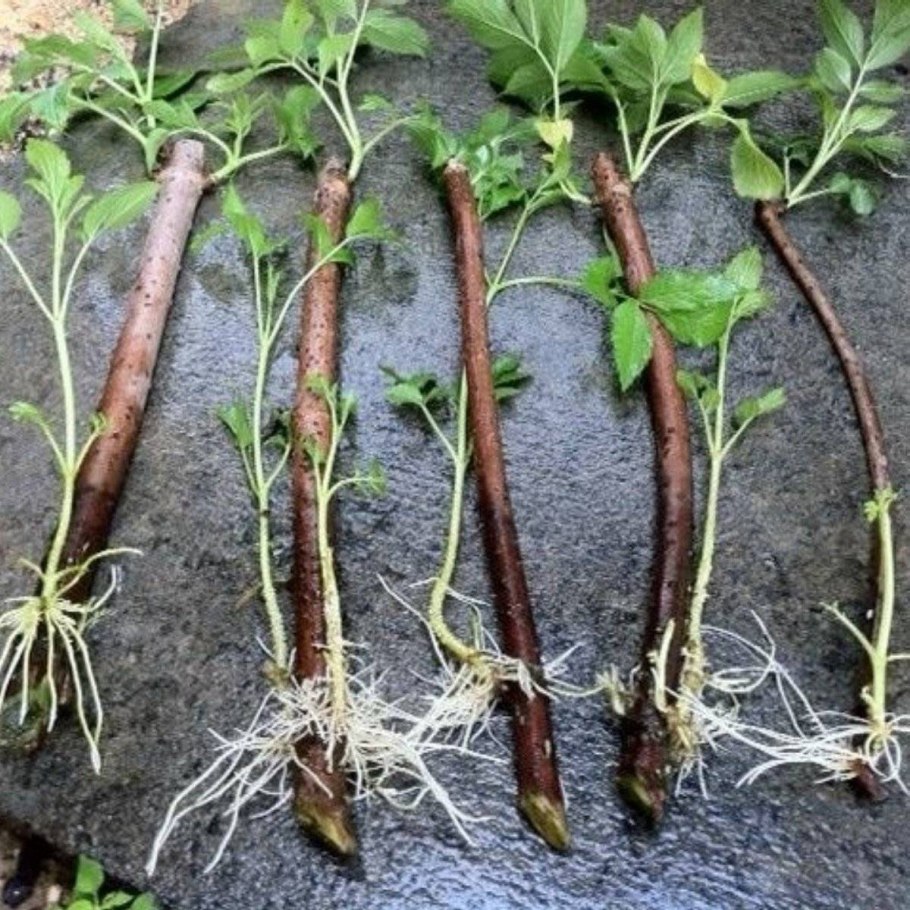 Укоренить ежевику черенками