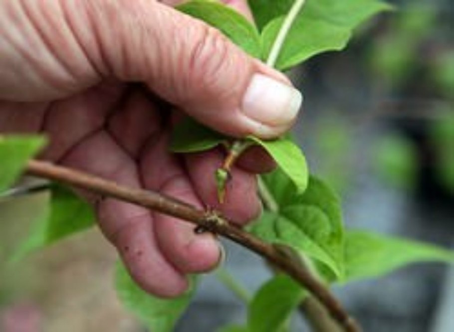 Черенкование жимолости съедобной