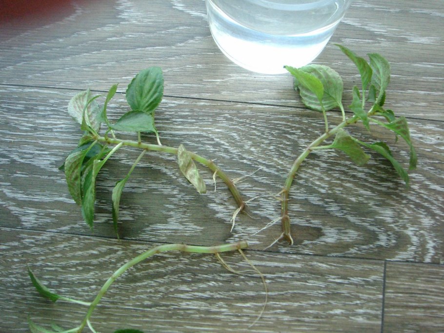 Черенкуем бальзамин