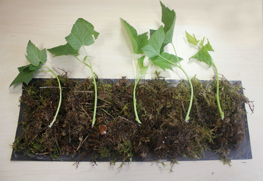 Росток крыжовника