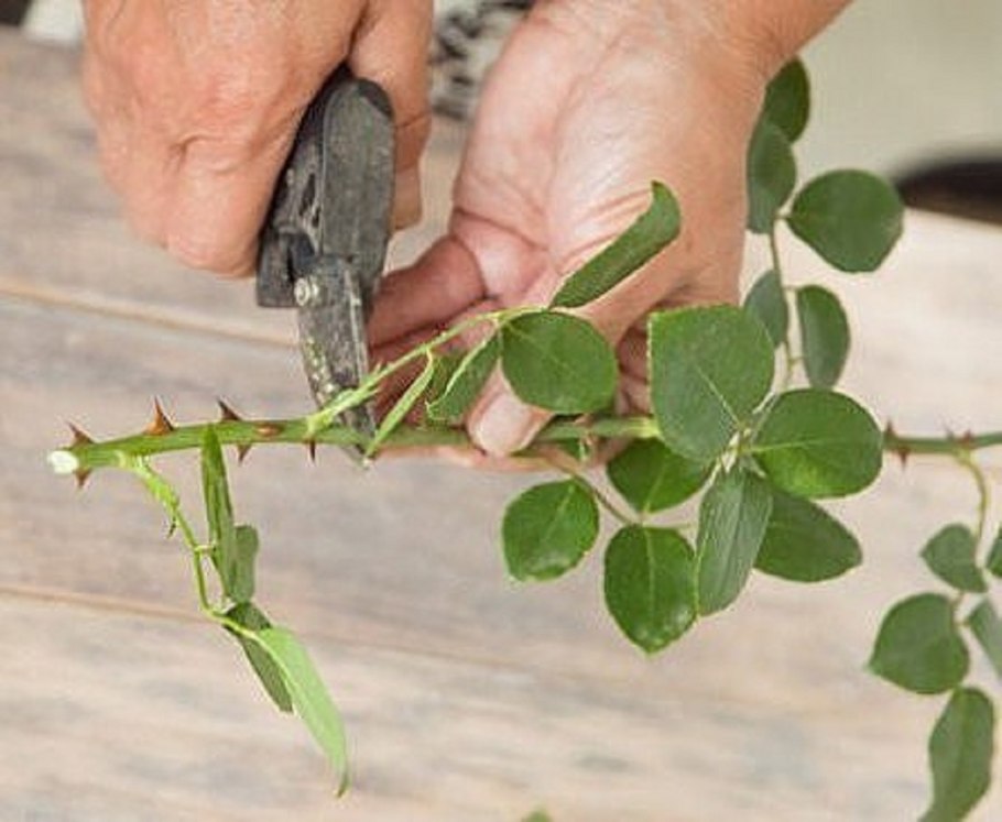 Черенки плетистой розы