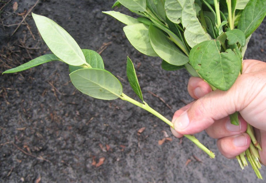 Размножение голубики зелеными черенками