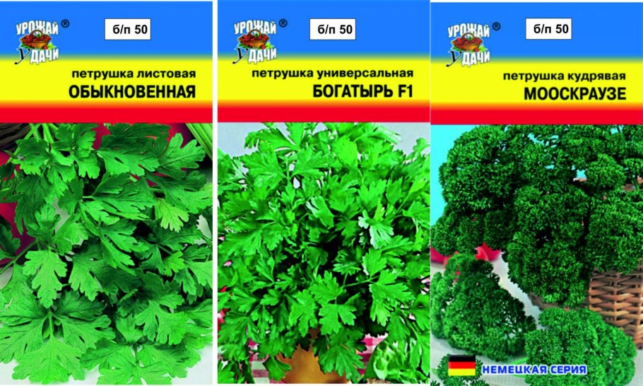 Петрушка листовая обыкновенная описание