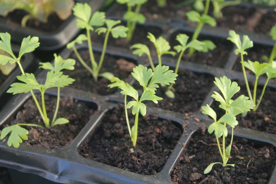 Заполнение грядок листья осенью