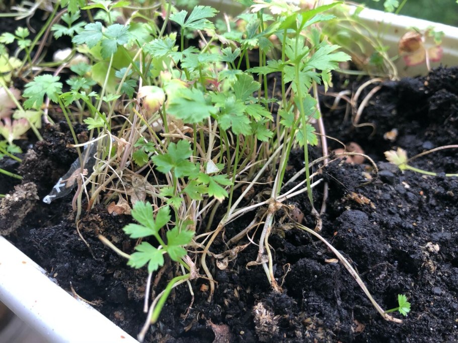 Петрушка синий