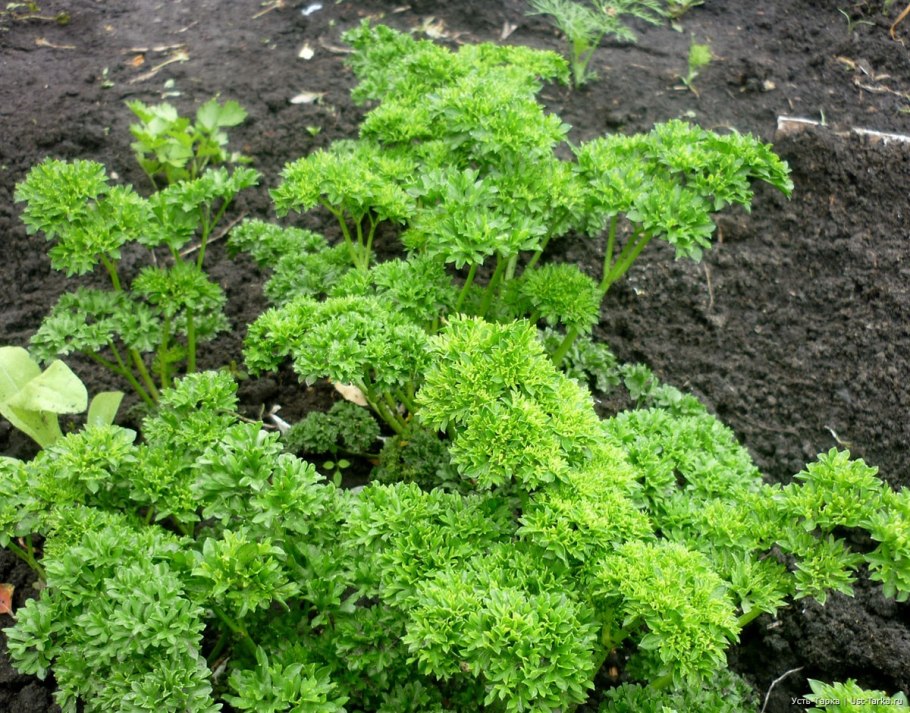 Партнер петрушка листовая Риалто