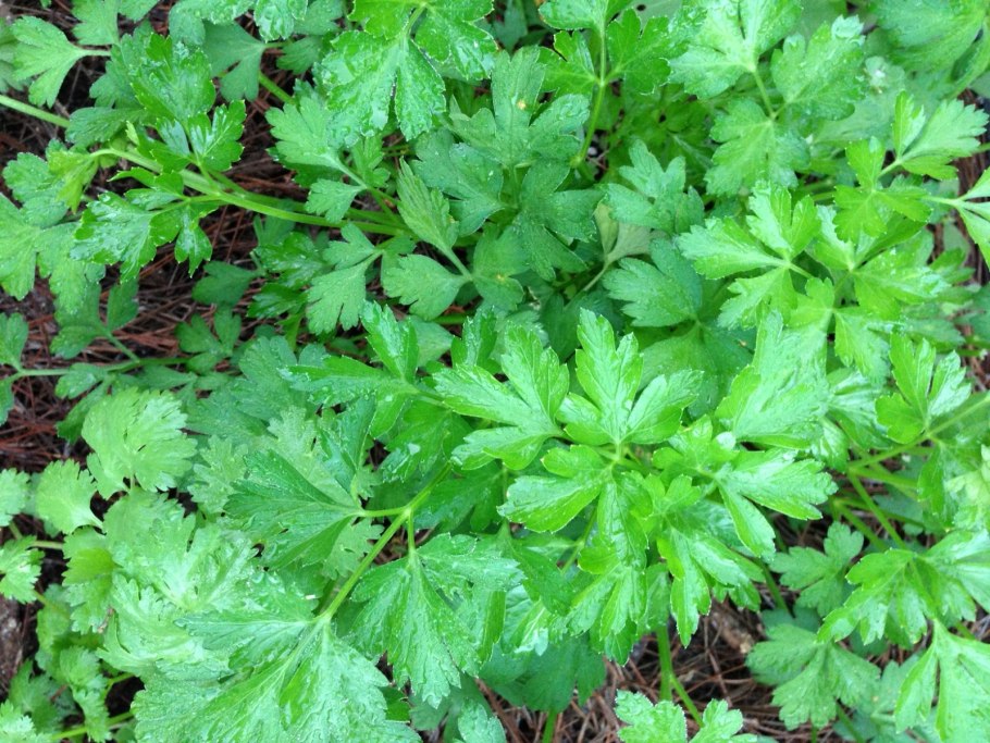 Веселые овощи петрушка