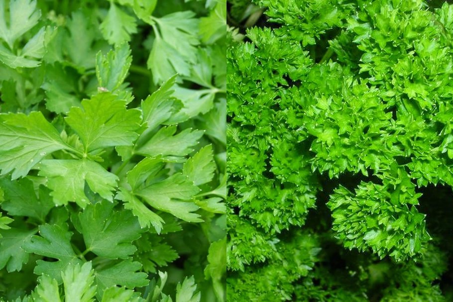 Строение укропа