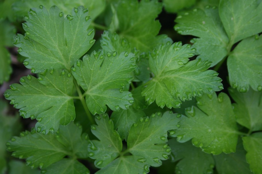 Parsley in Plate