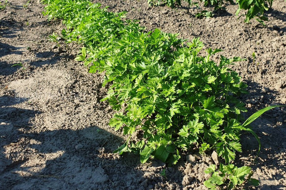 Петрушка кустовая