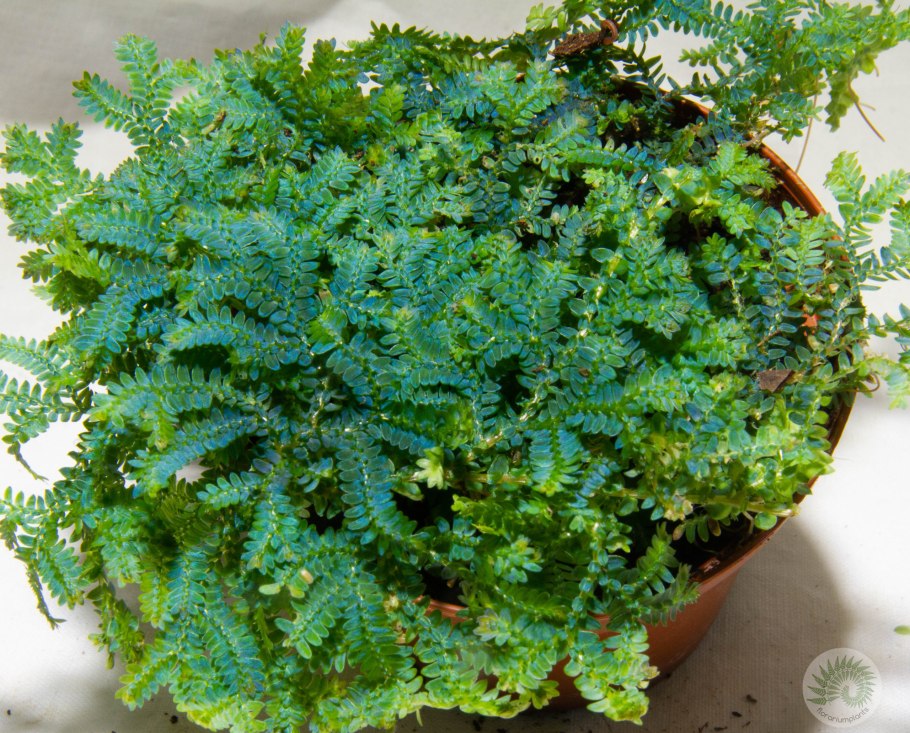 Selaginella sibirica