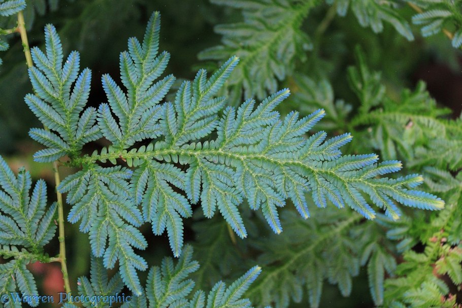 Селагинелла тамарисколистная