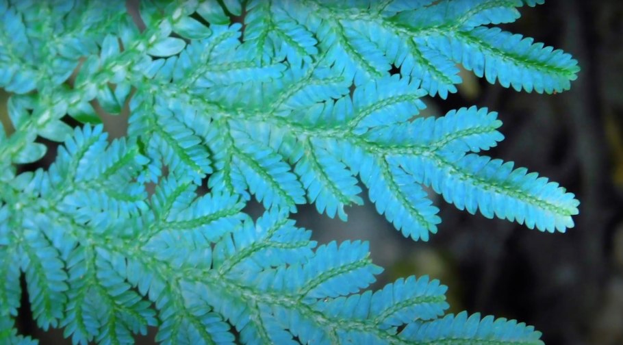 Селагинелла каулоиды