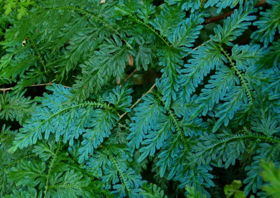 Папоротник Selaginella uncinata