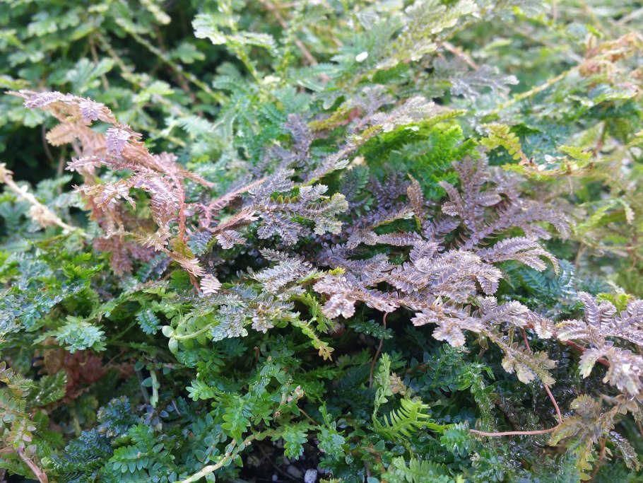 Папоротник селагинелла, шт