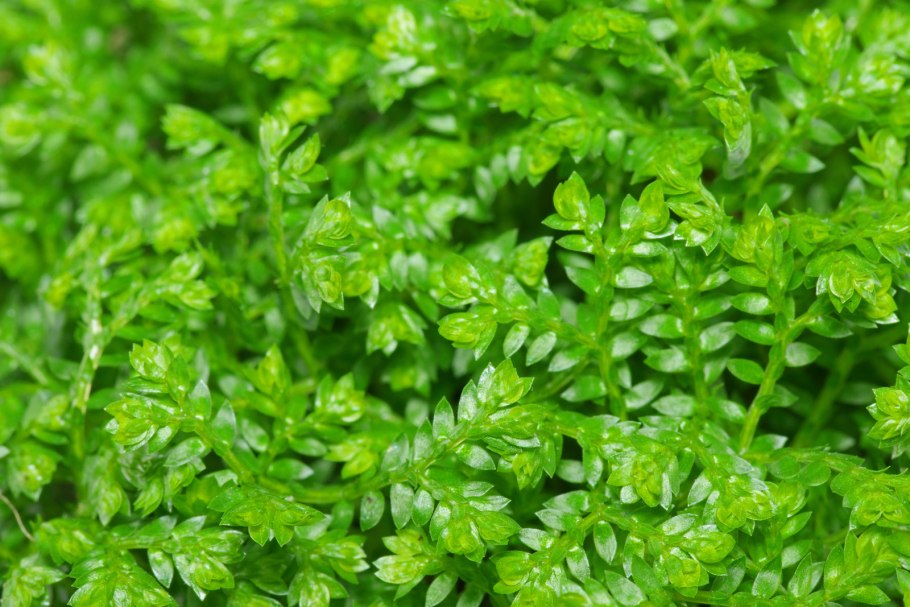 Селагинелла (Selaginella)