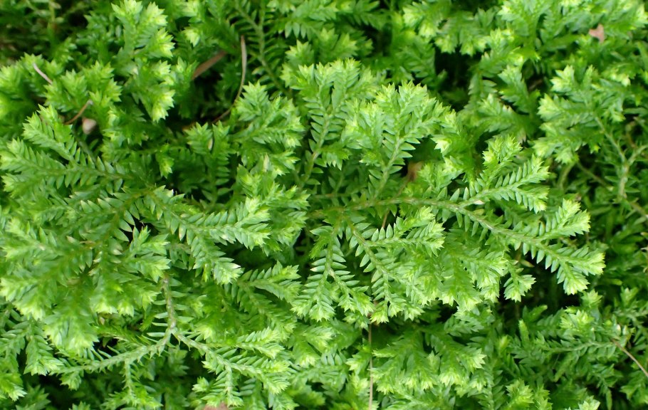 Селагинелла (Плаунок), иерихонская роза