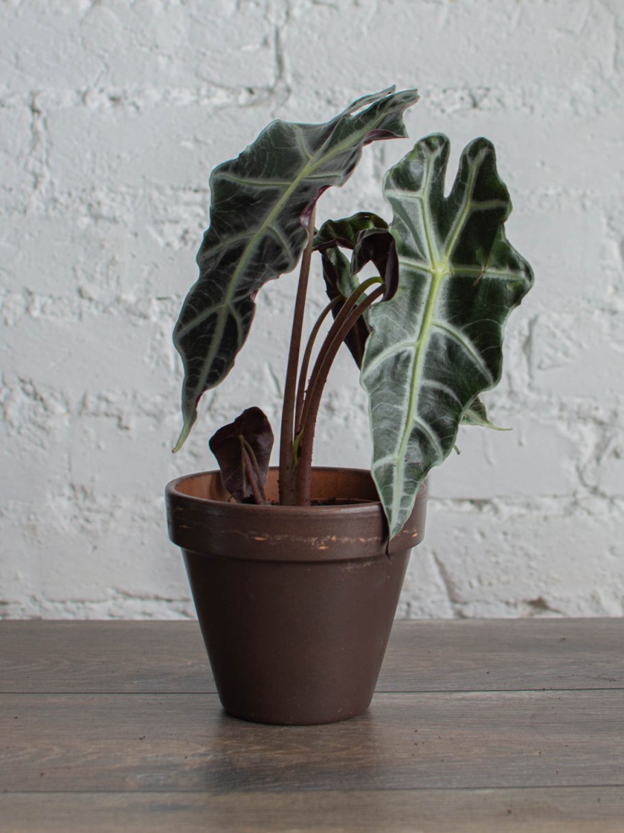 Алоказия Лютея