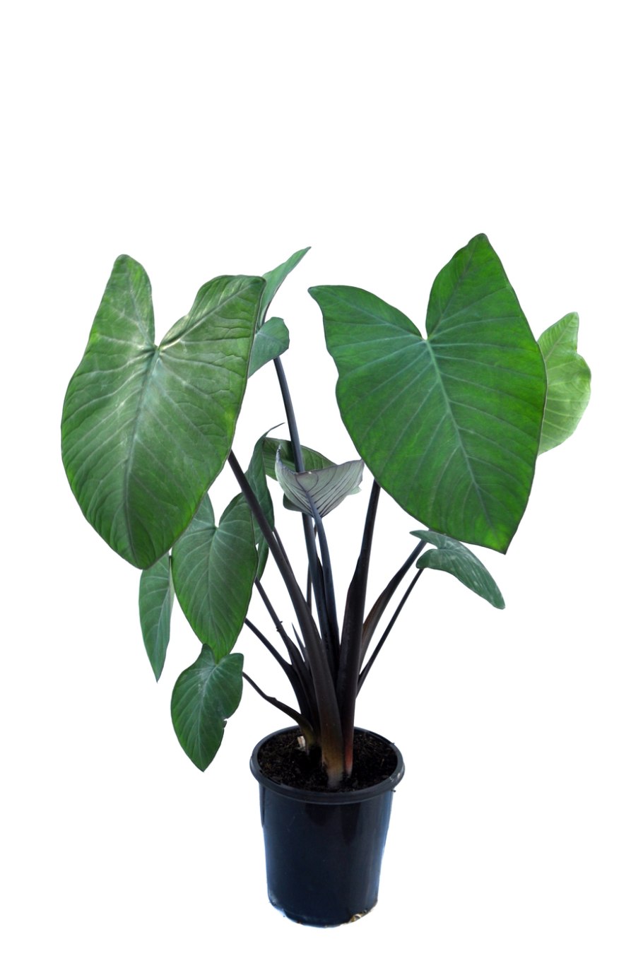 Алоказия атом кустовой