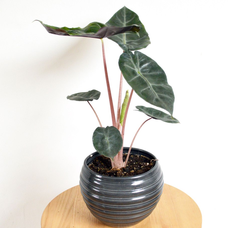 Алоказия айвори Коаст