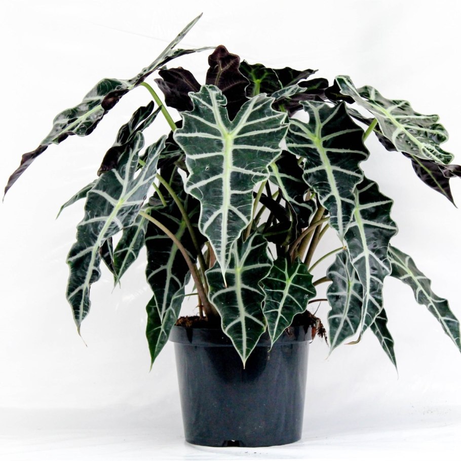 Alocasia macrorrhiza