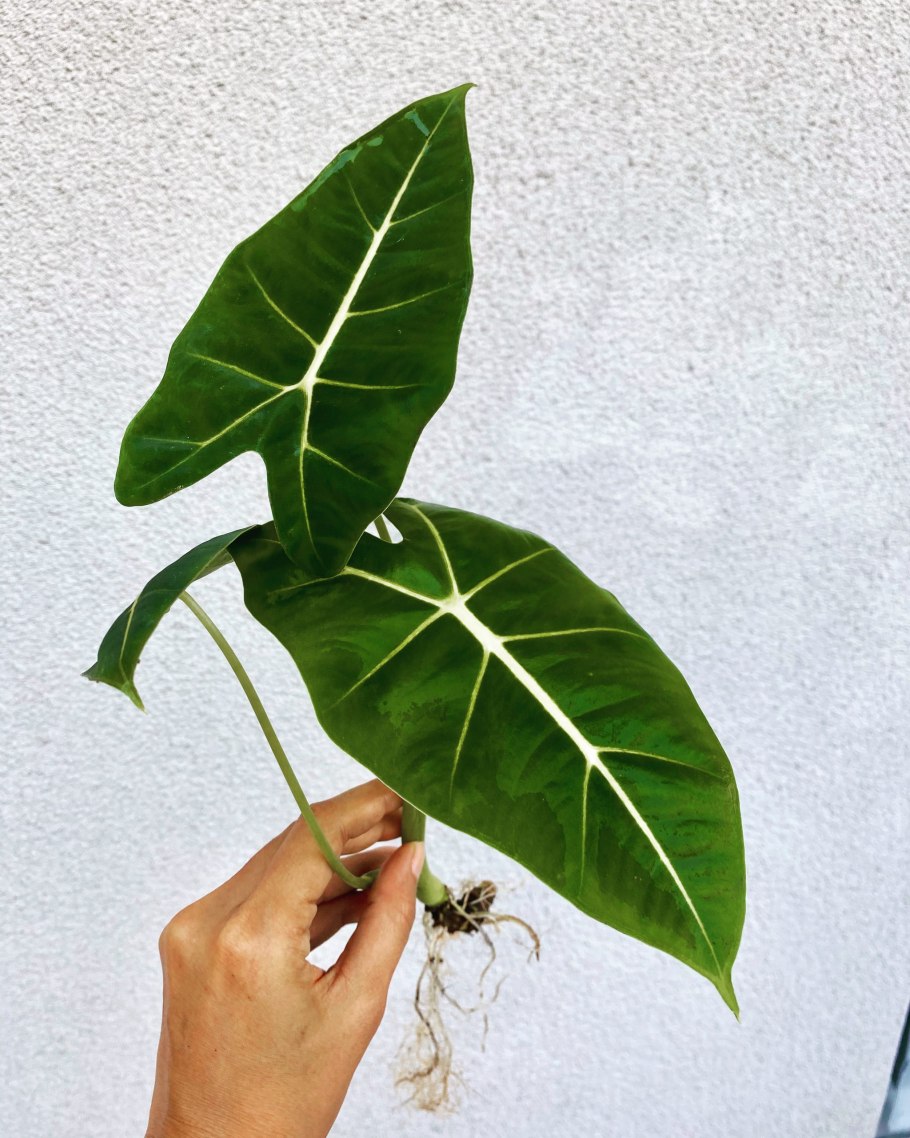 Алоказия Кобра