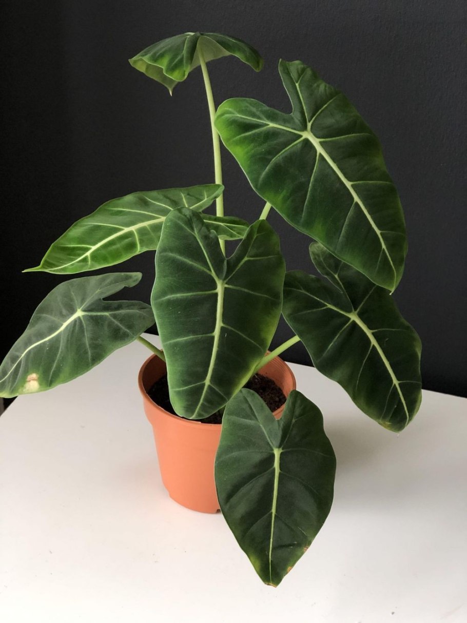 Алоказия Альба