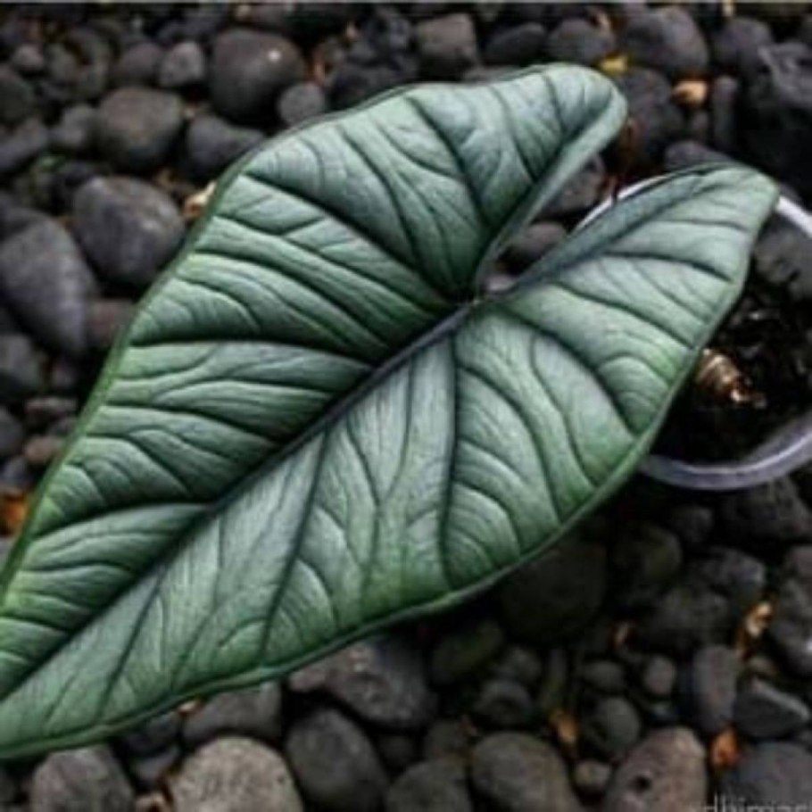 Jack's giant or Thailand giant