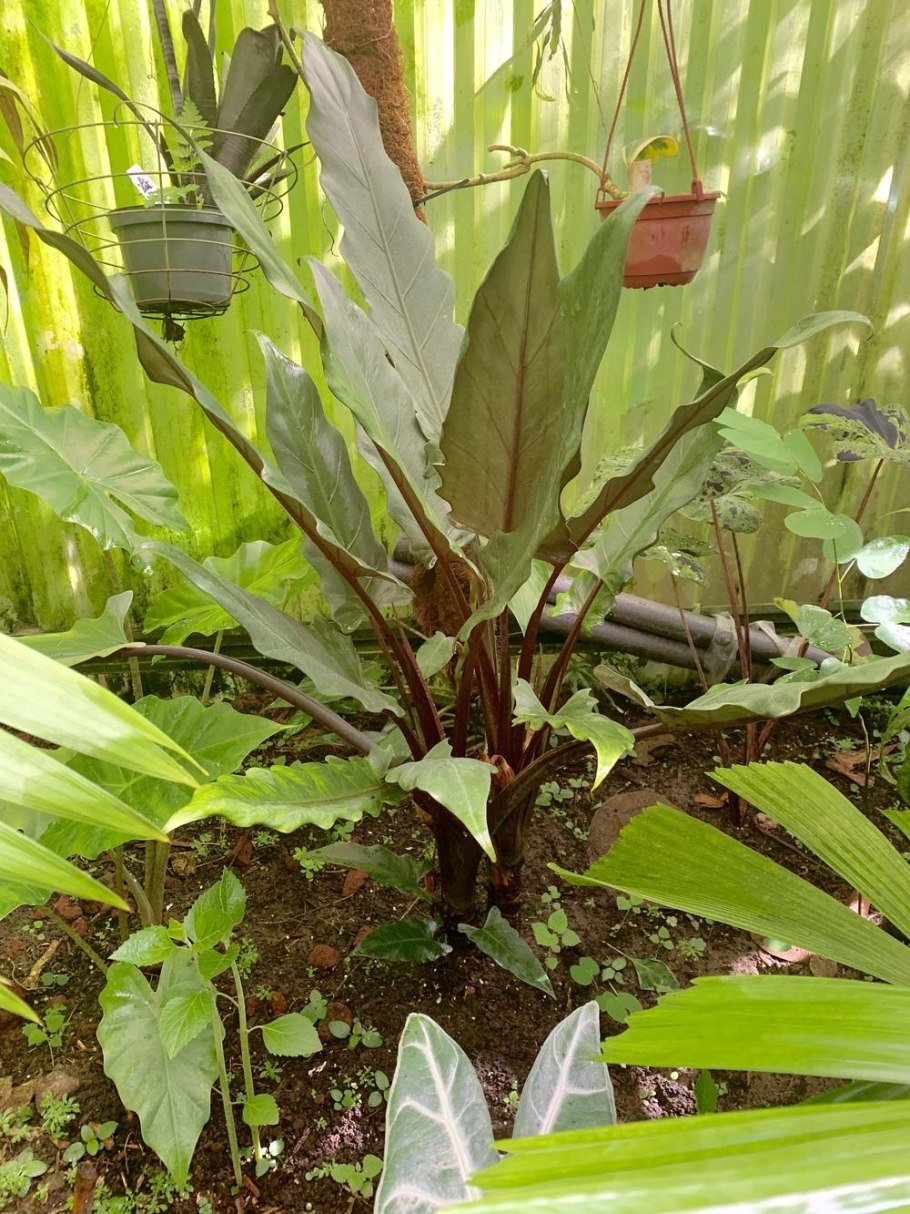 Алоказия хило Бьюти