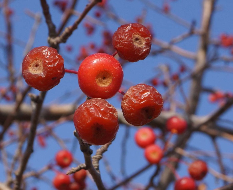 Яблоня Сибирская Malus baccata