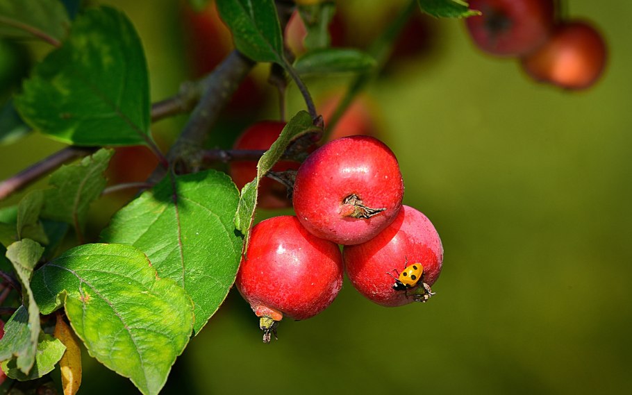 Яблоня дикарка